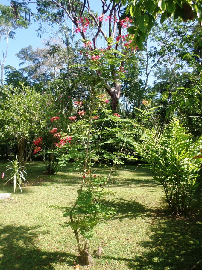Hotel & Cabinas Nadine Cahuita Exterior foto